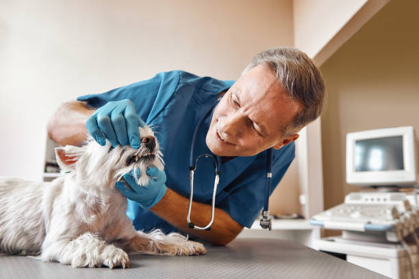 Best Emergency Root Canal Treatment in Owensville, IN